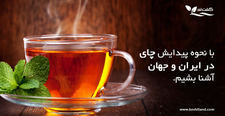 با نحوه پیدایش چای در ایران و جهان آشنا بشیم.
