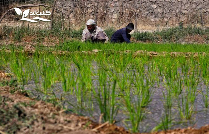 هر آنچه که باید در مورد برنج عنبربو بدانید