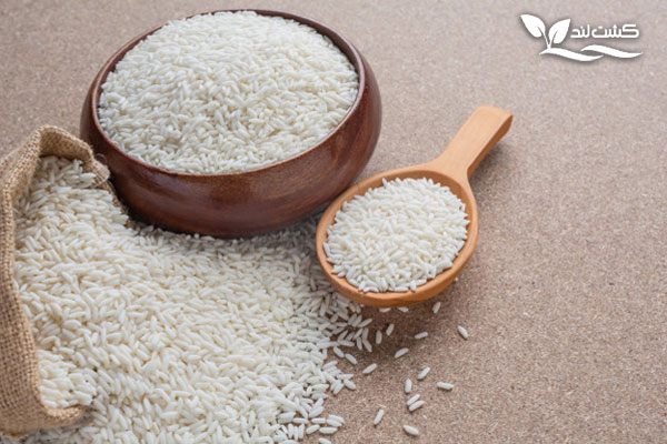 چرا برنج شیرودی پر فروش است؟