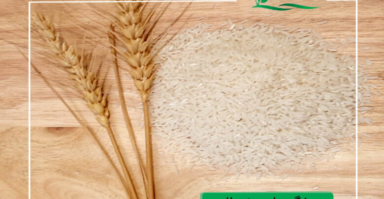 برنج-طارم-ایرانی. فریدونکنارjpg