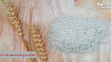 برنج طارم برنجی خوشپخت و خوش عطر است و برازنده سفره هر ایرانی می باشد.