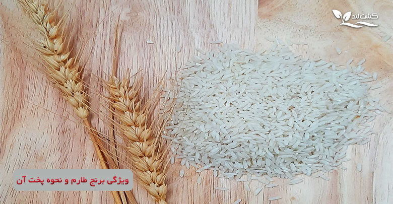 برنج طارم برنجی خوشپخت و خوش عطر است و برازنده سفره هر ایرانی می باشد.